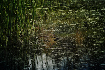 Dark moody swamp