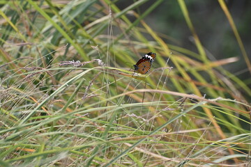A beautiful plain tiger butterfly is seen sitting on a grass strand in the morning