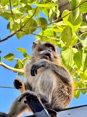 A monkey sits on a fence against a background of blue sky and a tree