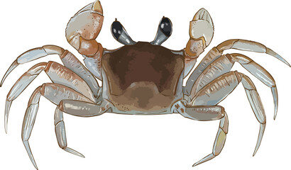 crab on white background