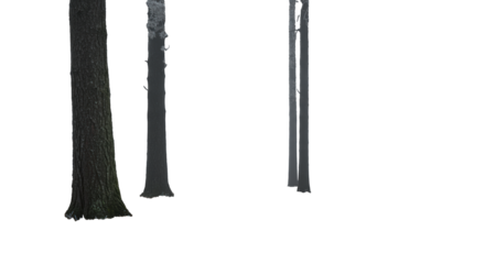 Desaturated panoramic cinematic view of a foggy, desolate pine forest; sharp hoarfrost texture foreground, tall trees fading into volumetric mist, transparent copy space. Concept of cold wilderness