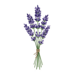 Obraz premium Watercolor-style lavender illustration／ラベンダー