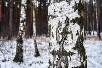 Obraz premium Detail of white tree bark in a birch grove in winter