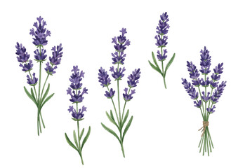 Fototapeta premium Watercolor-style lavender illustration／ラベンダー