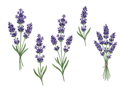 Watercolor-style lavender illustration／ラベンダー