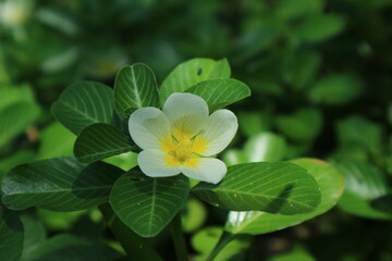 A close-up vertical shot highlights a small, five-petaled white and yellow flower, possibly a water primrose or similar aquatic plant, surrounded by a dense, vibrant green blanket of foliage