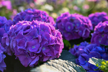Vibrant Purple Hydrangea Flowers Blooming in Soft Sunlight with Dreamy Bokeh Background