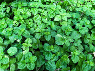 Fresh Mint Leaf Herb Real Photograph