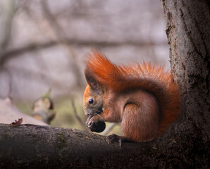 Squirrel and whole nut