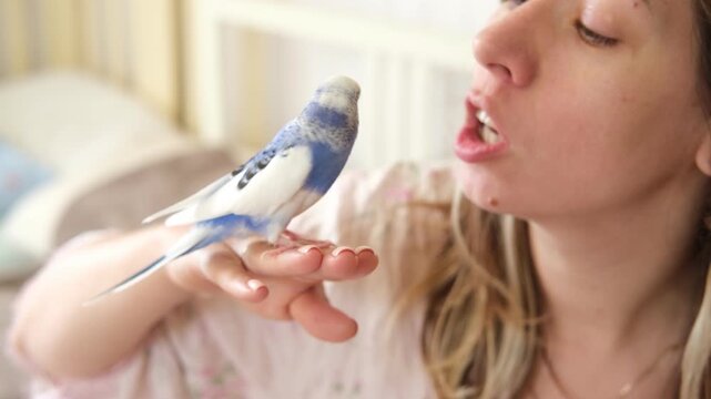 Owner woman feeding a budgie. Close-up. White blue budgerigar perching on the hand. Pet bird is eating grains from human palm. Cozy Indoor Setting. Person is gently handfeeding a parrot in bright room