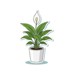 Fototapeta premium Vector illustration of a Potted Peace Lily plant. Features lush green leaves and a striking white flower, perfect for home decor, botanical themes, and natural elegance