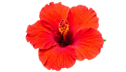 Vivid overhead close-up of a hibiscus flower with bright red petals and yellow stamen