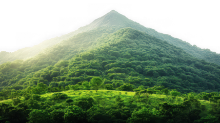 Lush green conical mountain covered in dense tropical forest under bright sunlight isolated on transparent background