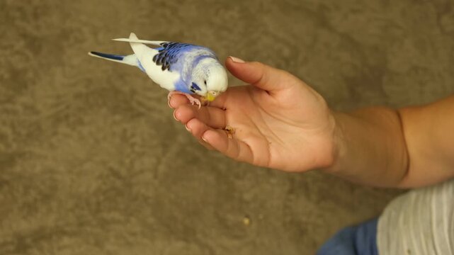 Owner woman feeding a budgie. Close-up. White blue budgerigar perching on the hand. Pet bird is eating grains from human palm. Cozy Indoor Setting. Person is gently handfeeding a parrot in bright room