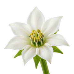 Fototapeta premium Capsicum flower, white star-shaped bloom with green calyx, garden close-up
