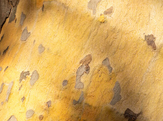 Platan, Platane, Platanus sycamore, plane tree trunk symbol. Texture made of Platan, Platane, sycamore, plane tree bark. Beautiful Platan tree trunk background. Conceptual image. Peaceful nature.