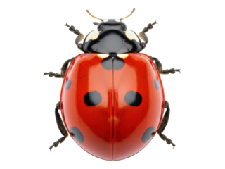 Isolated ladybug macro close up studio shot, detailed insect bug showing pattern, coccinellidae