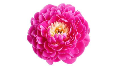 Isolated blossom of a peony flower with layered petals, soft petals of a pink dahlia plant