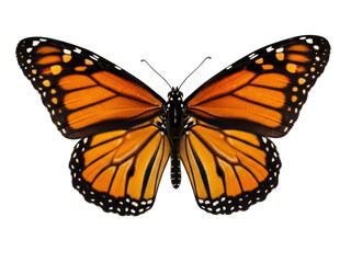 Isolated Monarch butterfly spreading wings, an insect with orange and black patterns, view above