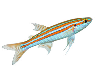 Isolated Ruby Rasbora, a small schooling fish with striking orange stripes and silvery scales