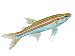 Isolated Ruby Rasbora, a small schooling fish with striking orange stripes and silvery scales