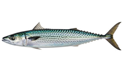 Isolated Atlantic mackerel with distinctive stripes and silvery underbelly, vibrant fish photo