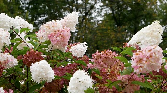 Blooming white and pink hydrangea flowers in a garden, captured in soft natural light. Lush petals and vibrant green leaves create a fresh, peaceful, and elegant floral scene. Perfect for themes relat