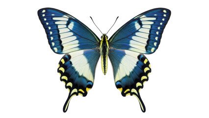Isolated beautiful butterfly with intricate wing patterns on display, full frame image © Johanna