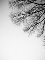 Fototapeta premium Intricate Network of Leafless Tree Branches Against Overcast Sky