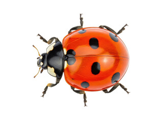 Isolated ladybug with vivid red shell and seven spots on a neutral backdrop for a commercial use