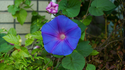 Blue morning glory flowers blooming in an outdoor garden