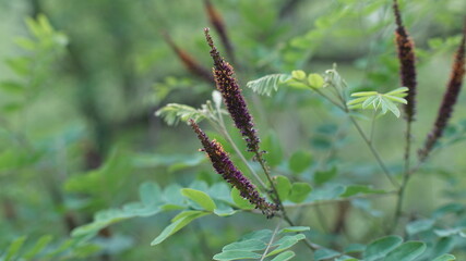 Purple flowers blooming on amorpha fruticosa shrub
