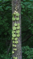 Tree trunk wrapped with green vines in natural forest