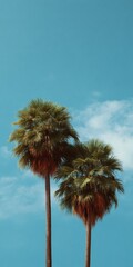 Obraz premium Twin palm trees on a sunny day with blue sky and clouds