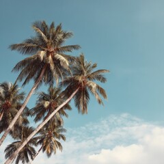 Naklejka premium Tropical palm trees against clear blue sky on sunny day