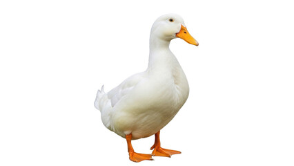 Isolated American Pekin Duck, a breed of domestic duck used primarily for meat and eggs