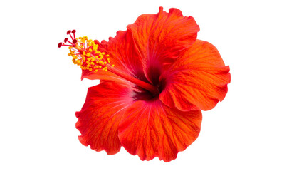 Vivid, isolated red hibiscus flower with prominent stamen against a solid black background