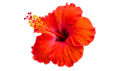 Vivid, isolated red hibiscus flower with prominent stamen against a solid black background
