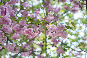 Blooming sakura branches with soft pink flowers
