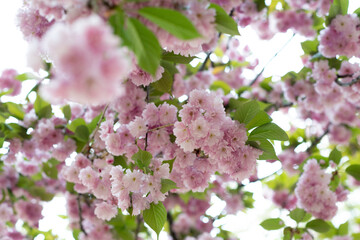 Blooming sakura branches with soft pink flowers
