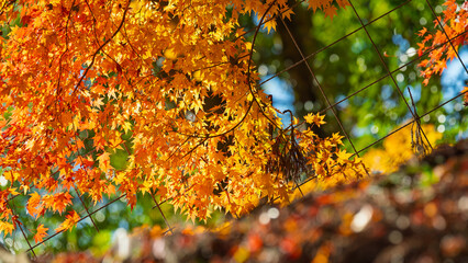 秋の陽射しに照らされたフェンスごしの紅葉