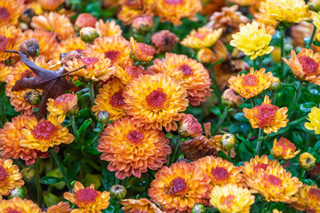 雨に濡れたオレンジ色の菊の花と落ち葉