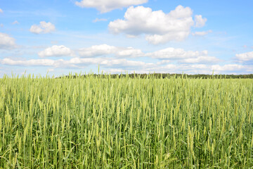 Green Wheat Field Under a Bright Blue Sky with clouds wallpaper