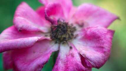 Soft Focus Macro of a Pink Rose