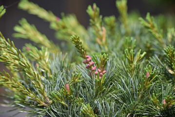  Japanese white pine Tree Flowers, Pinus parviflora