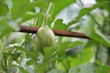 Home garden, young watermelon fruit