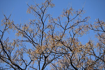 Ripe fruits of Chinaberry tree, on the branches