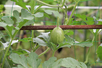 Home garden, young watermelon fruit