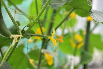 The female flowers of the cucumber are blooming