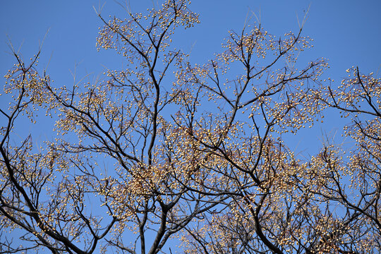 Ripe fruits of Chinaberry tree, on the branches